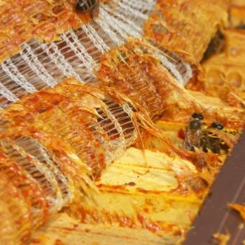 Proprits de la propolis primeur Ariste sur les infections de la sphre ORL