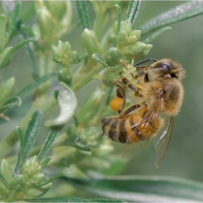 Zoom sur la propolis verte de Baccharis