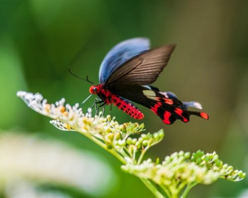 Pollinisation par les papillons