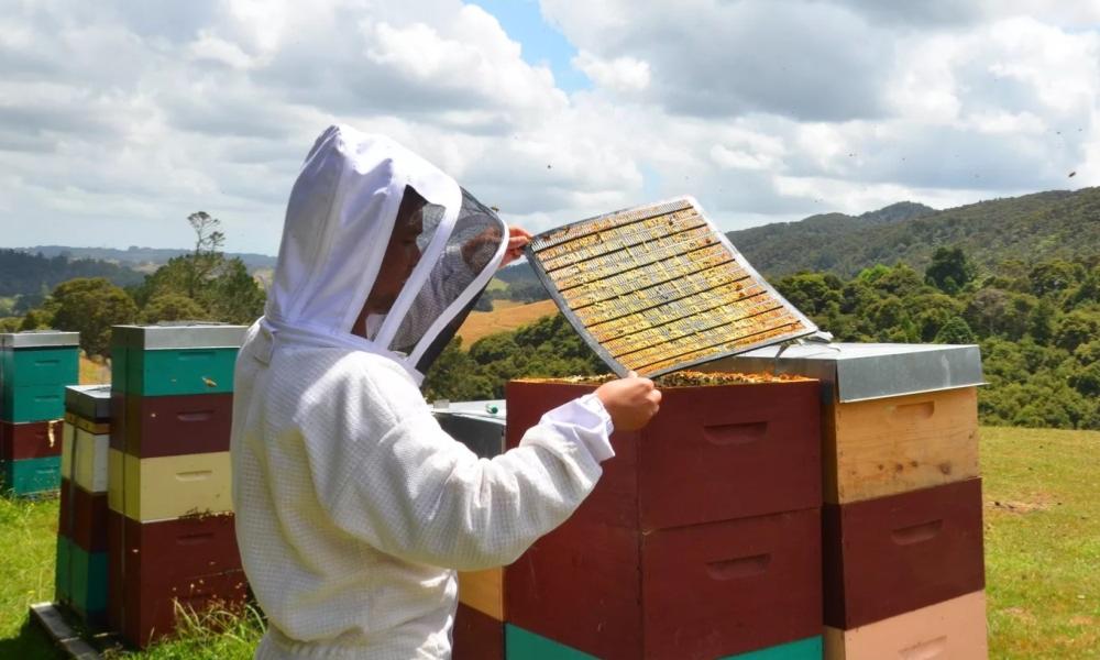 Récolte de la propolis de peuplier sur grille