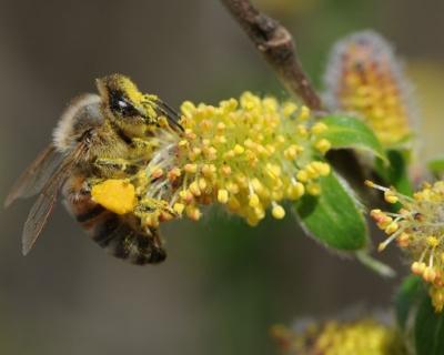 Abeille rcoltant du pollen de saule