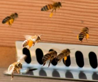 Abeilles qui rentrent à la ruche