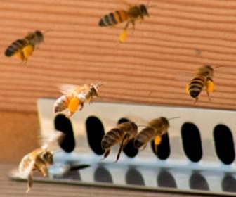 Abeilles qui rentrent  la ruche
