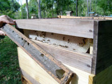 Rcolte sur bande de la propolis verte