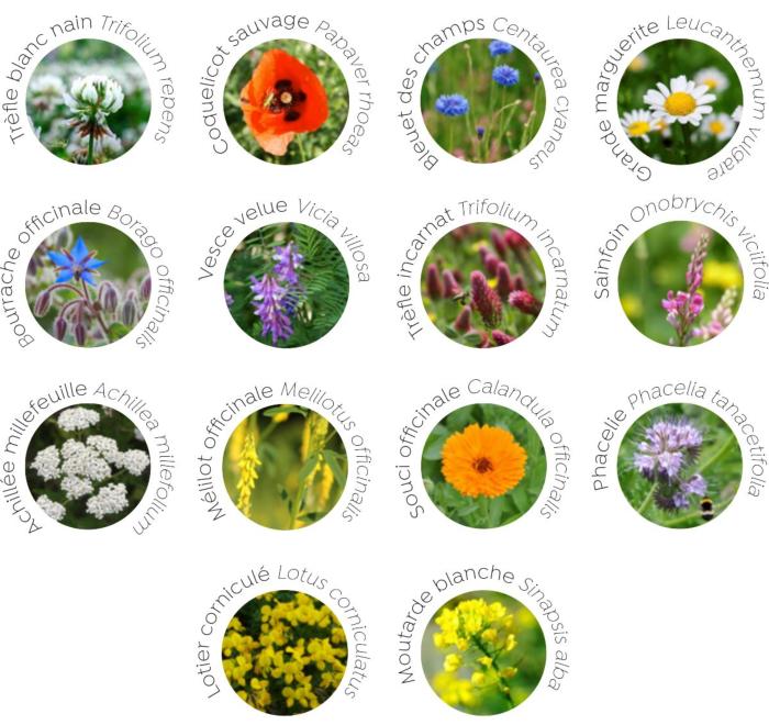 Floriscope des bombes  fleurs Ariste