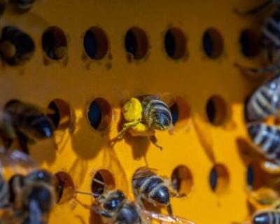 Abeille qui rentre le pollen dans la ruche