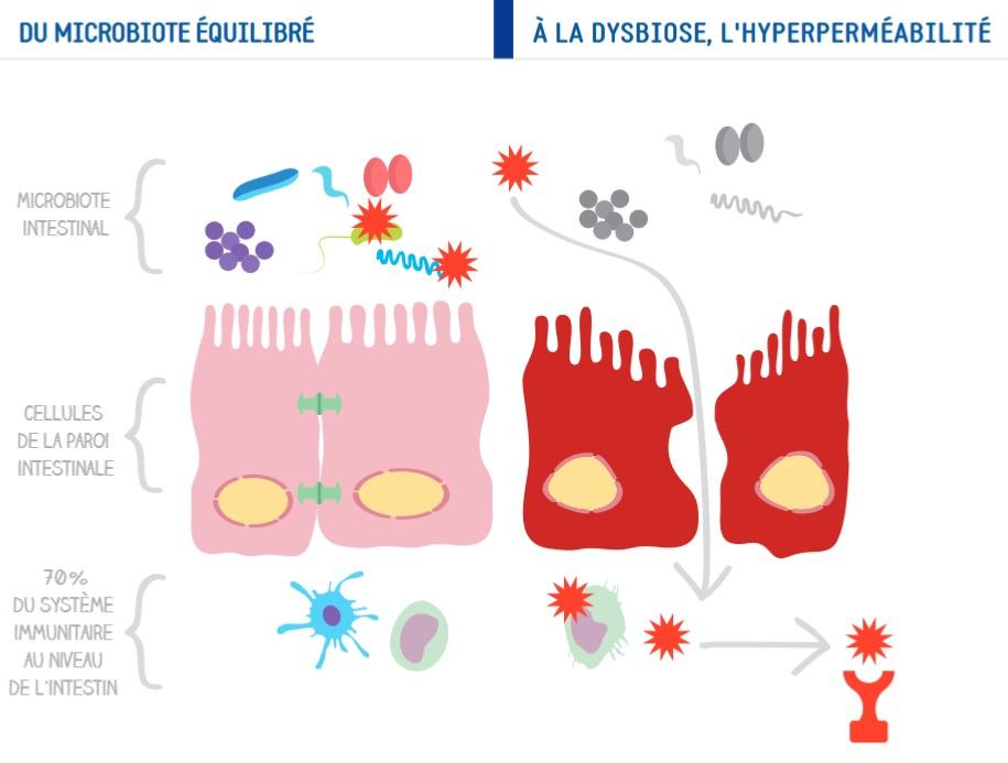 Du microbiote équilibré à la dysbiose et l'hyperperméabilité