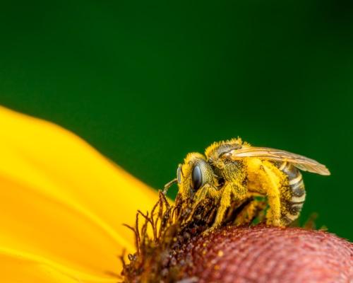Pollinisation par les abeilles