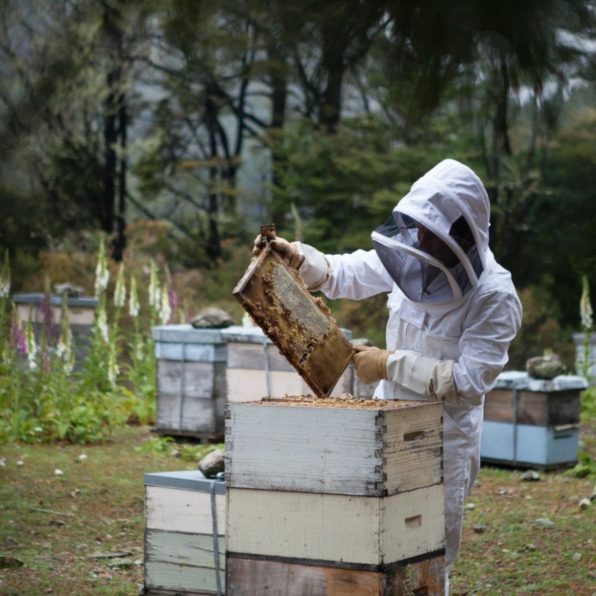 Les bienfaits des produits de la ruche : la propolis 