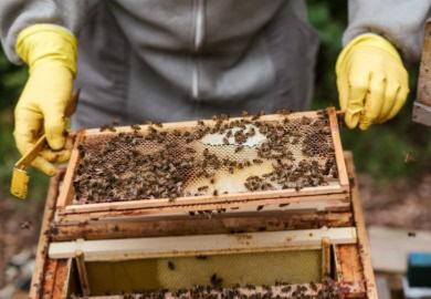 Dcouvrir les produits de la ruche et leur utilisation