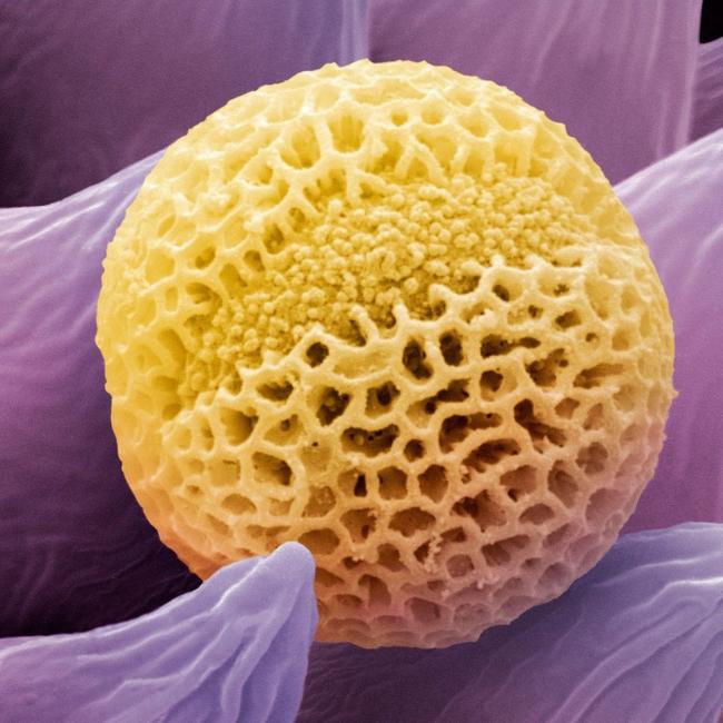 Fibres du pollen