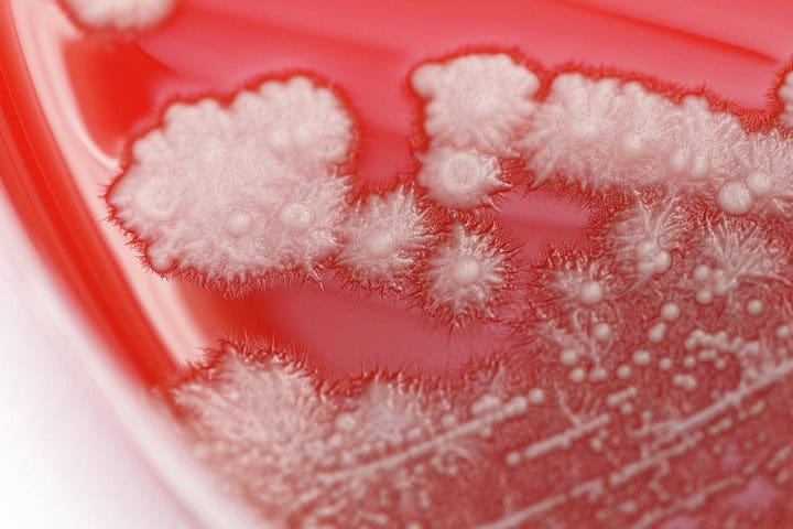 Le pollen pour lutter contre Candida albicans