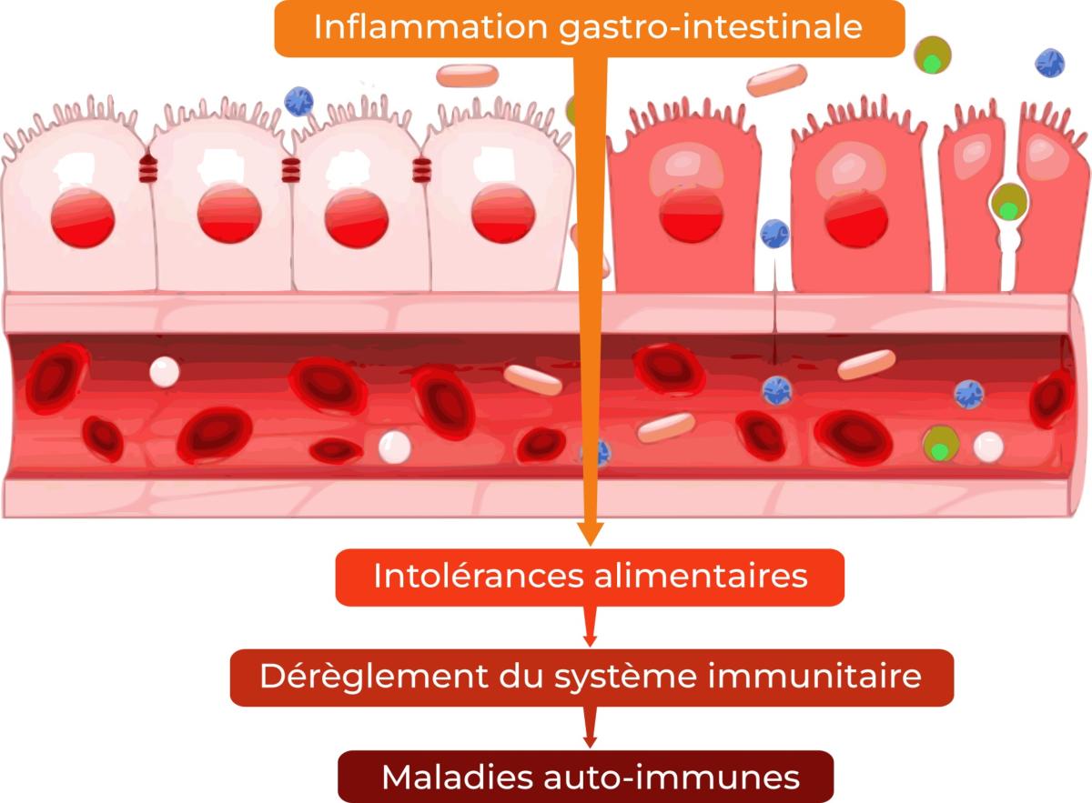 Processus de la dysbiose