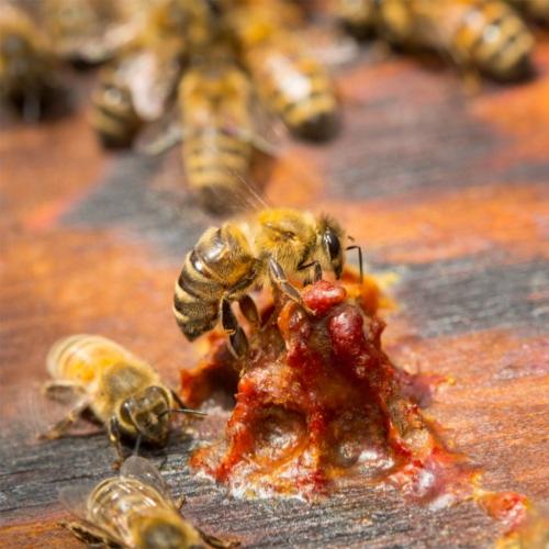 Propolis brune de peuplier, un antibiotique naturel