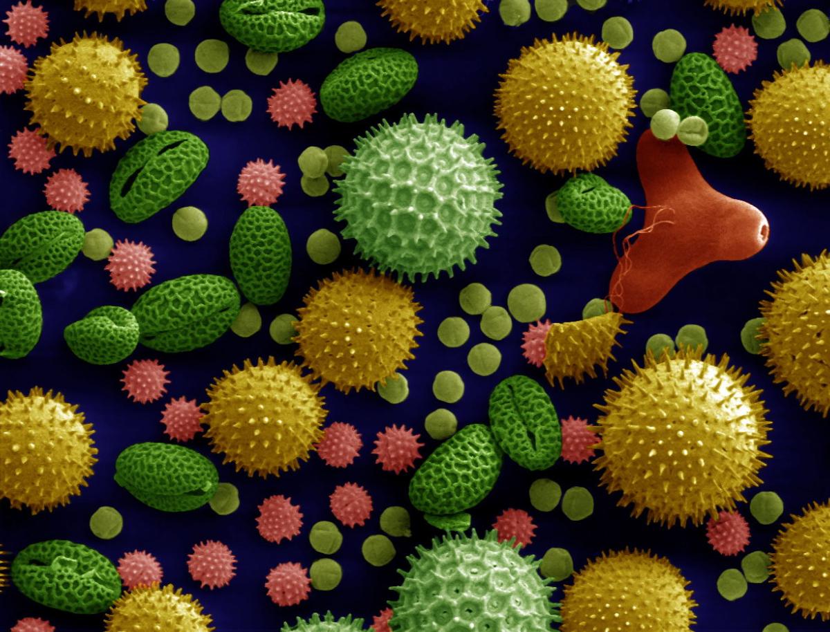 Grains de pollen au microscope