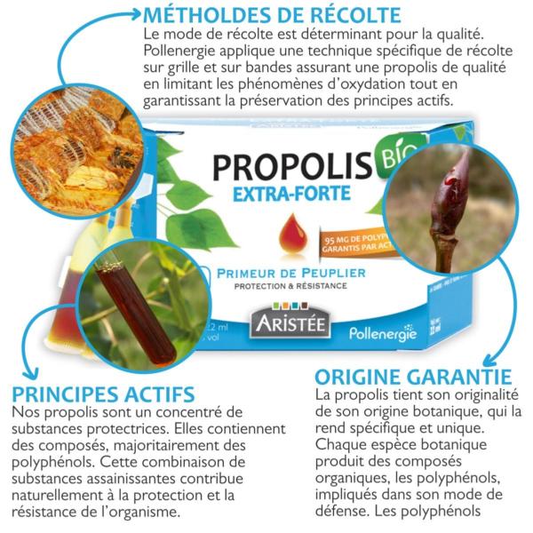 Propolis primeur Ariste et systme immunit