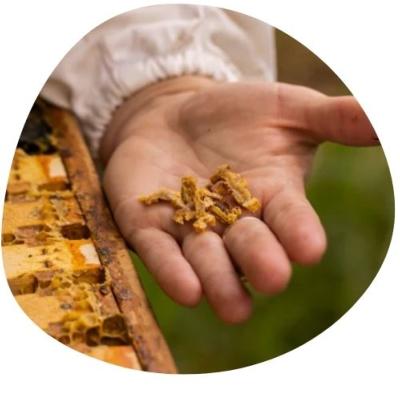 Rcolte de la propolis brute