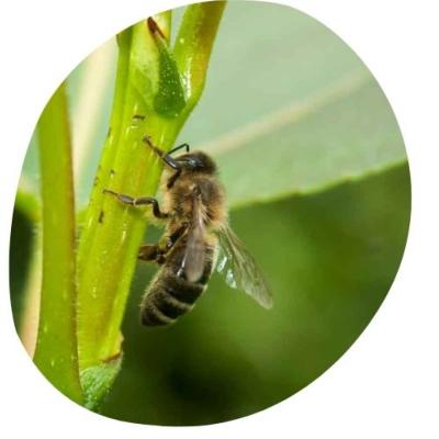 Rcolte de la rsine par l'abeille