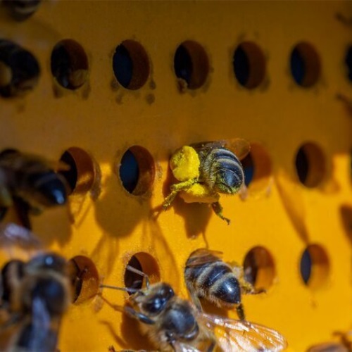 Pourquoi congeler le pollen des abeilles ?