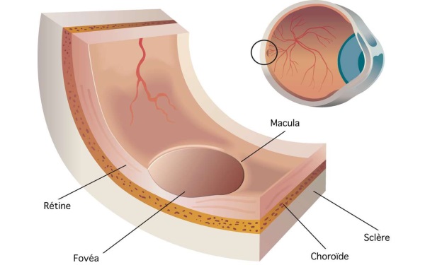 La macula en creux de la rtine