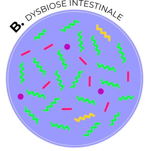 Microbiote d'une dysbiose intestinale