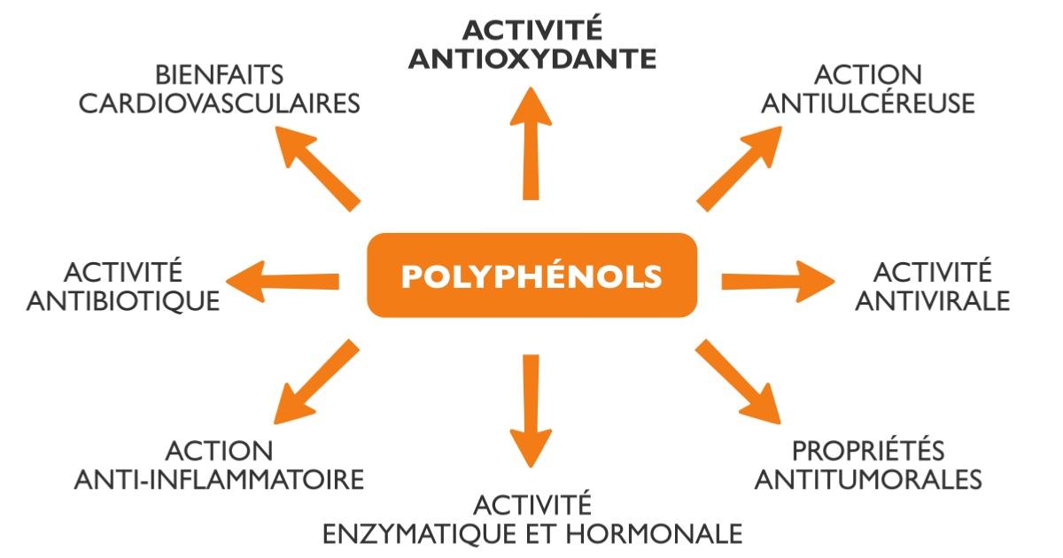 Propriétés des polyphénols de la propolis