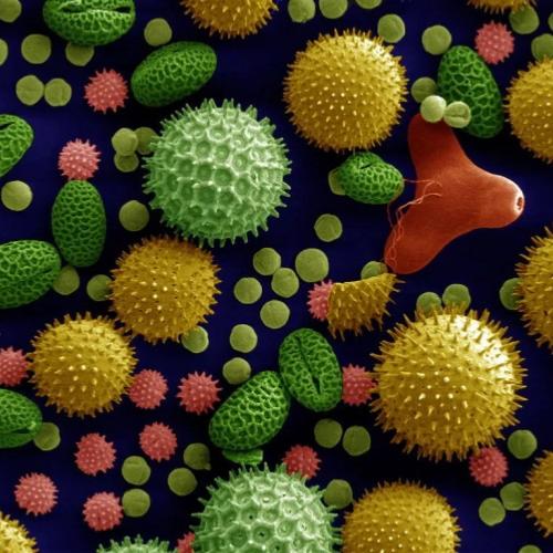 Structure des grains de pollen