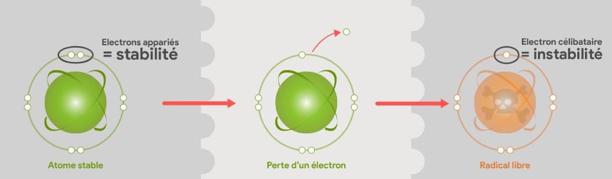 Structure d'un radical libre