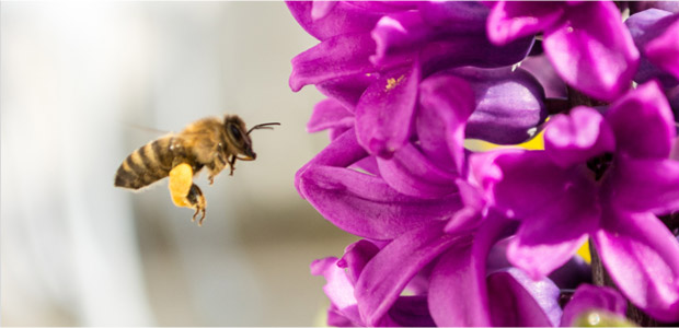 Bee collects pollen before taking it back to the hive