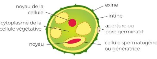 Schma d'un grain de pollen