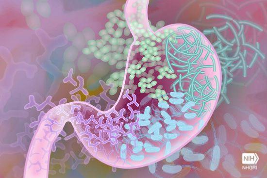 Microbiote intestinal