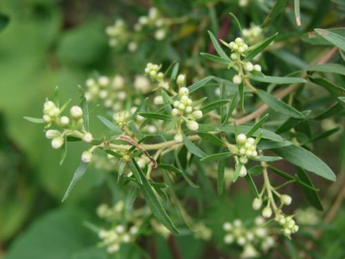 Baccharis Dracunculifolia et propolis verte