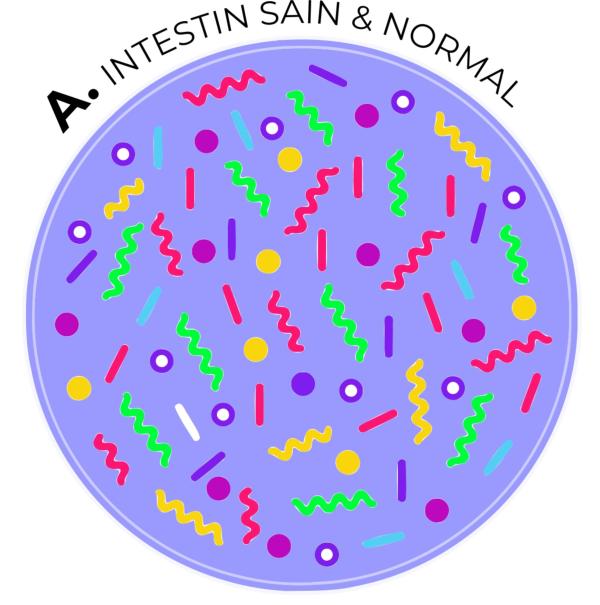 Microbiote d'un intestin sain et normal