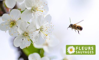 Pollens "Fleurs sauvages"