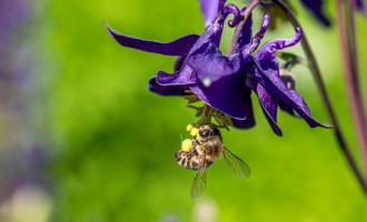 Pollens non bio