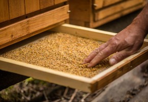 Pourquoi choisir le pollen frais ?