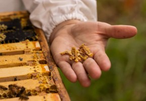 Propolis, l'antiseptique naturel de la ruche