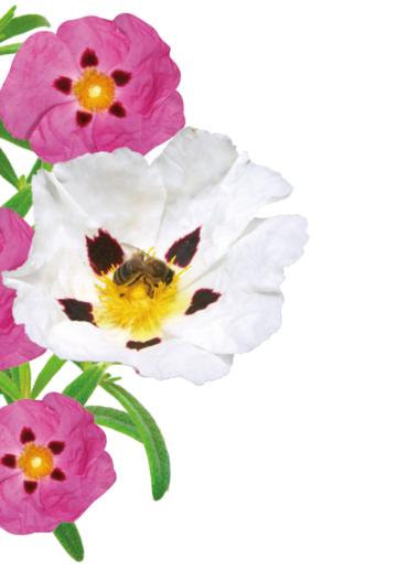 Fleurs de pollen