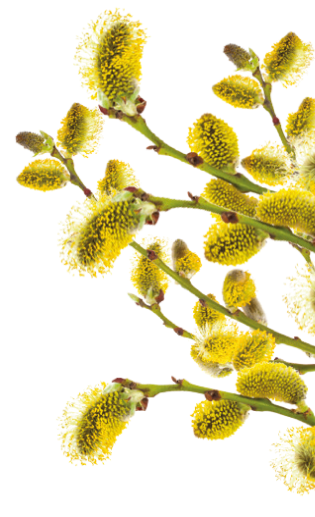Fleurs de pollen
