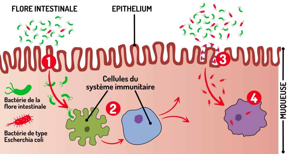 Prévenir les risques de dysbiose intestinale avec le pollen frais