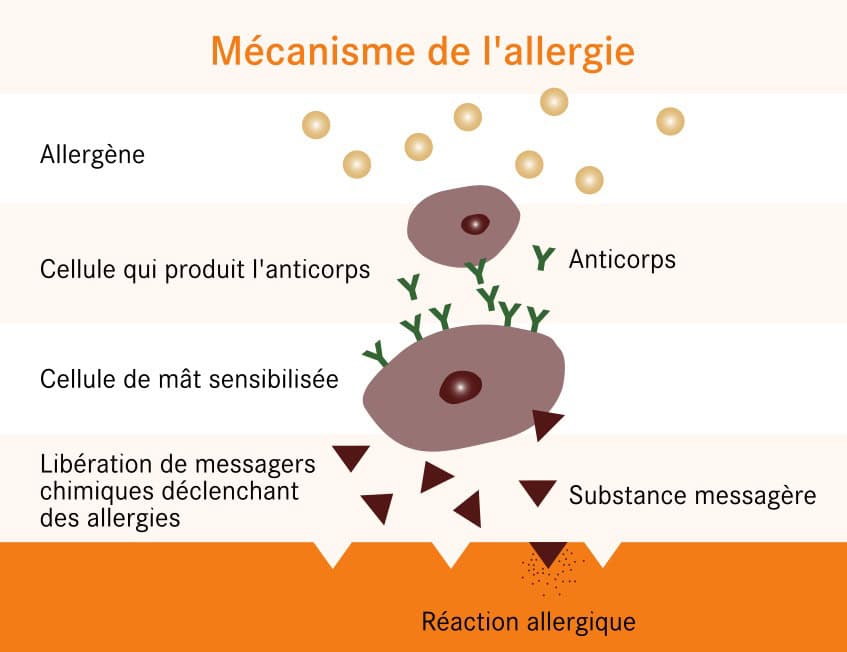 Mécanisme de l'allergie aux pollens