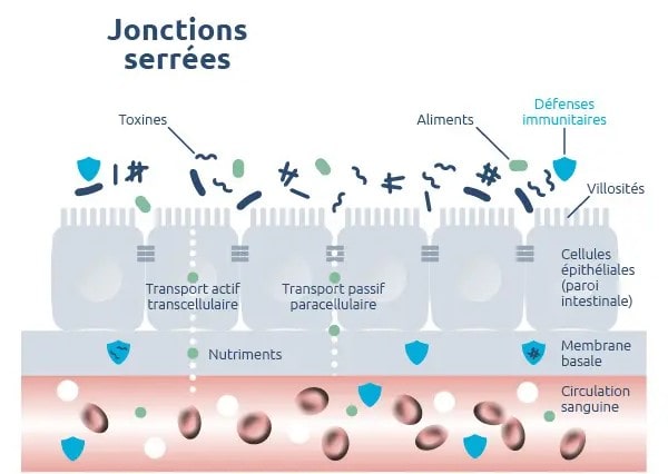 jonctions serrées des cellules de l’épithélium intestinal