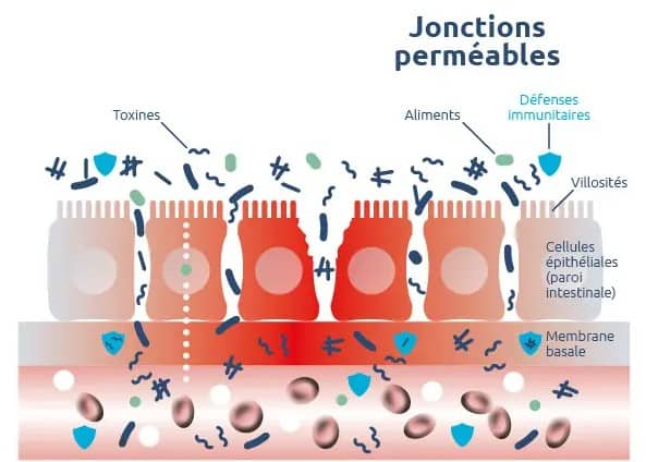 Jonctions perméables