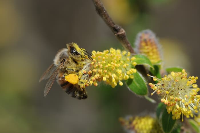 Abeille récolte du pollen de saule