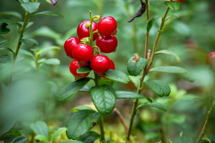 Efficacité de l'extrait de cranberry pour les cystites
