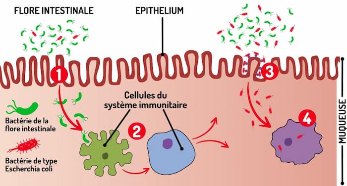 Dysbiose intestinale
