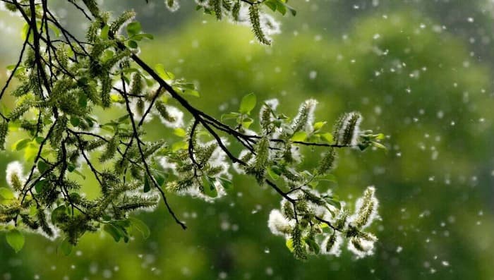 Pollens anémophiles responsables des allergies