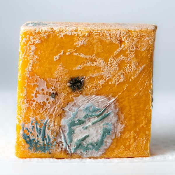 Pollen frais, un aliments fermenté