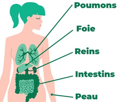 Les 5 organes émonctoires